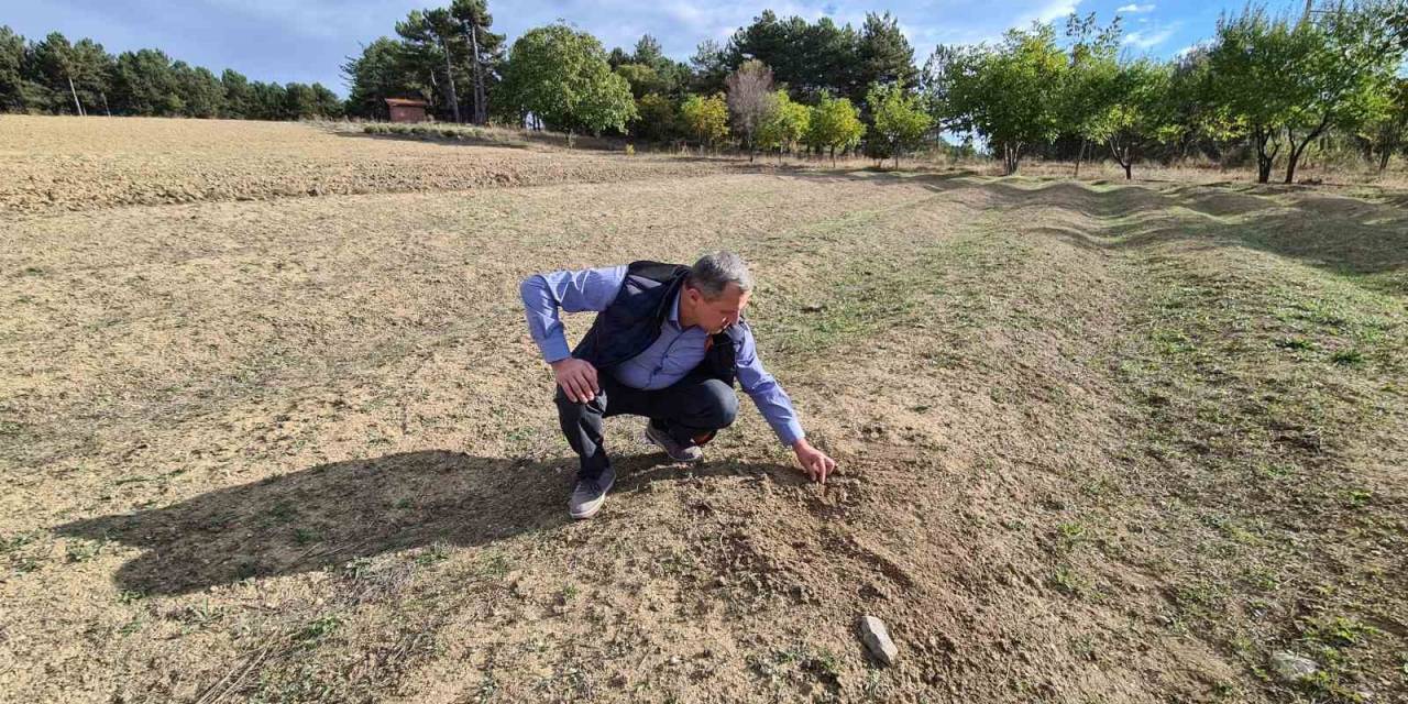 Kurak Hava Safranı Da Vurdu