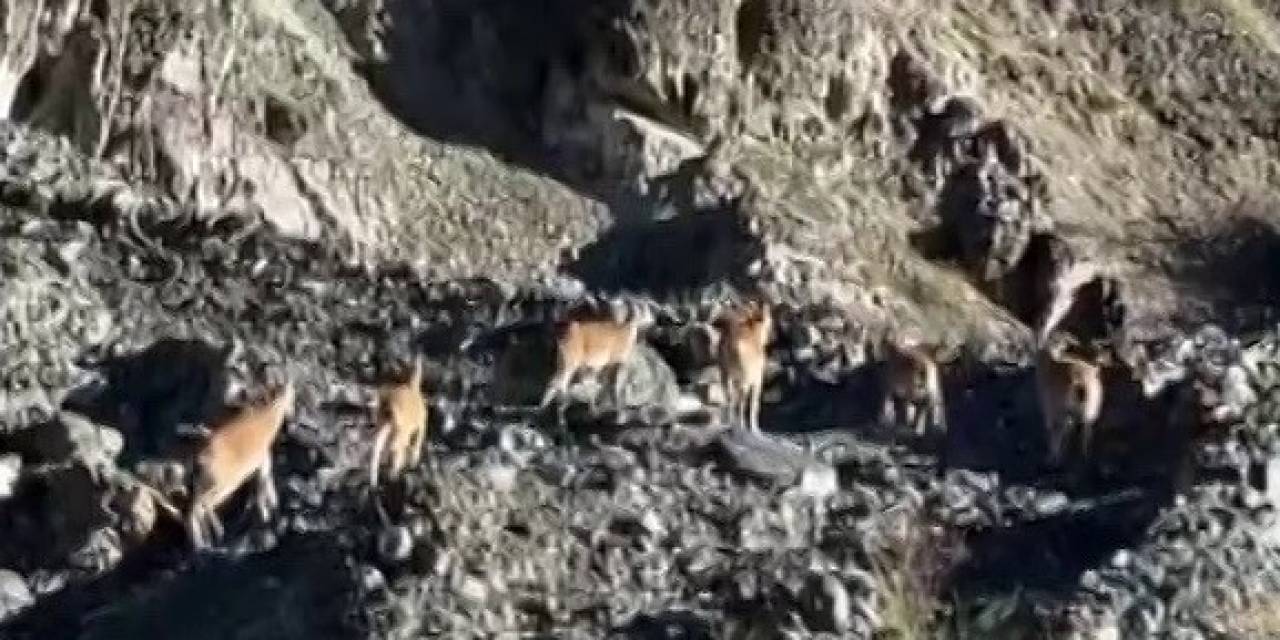 Dağların Cambazları Böyle Görüntülendi