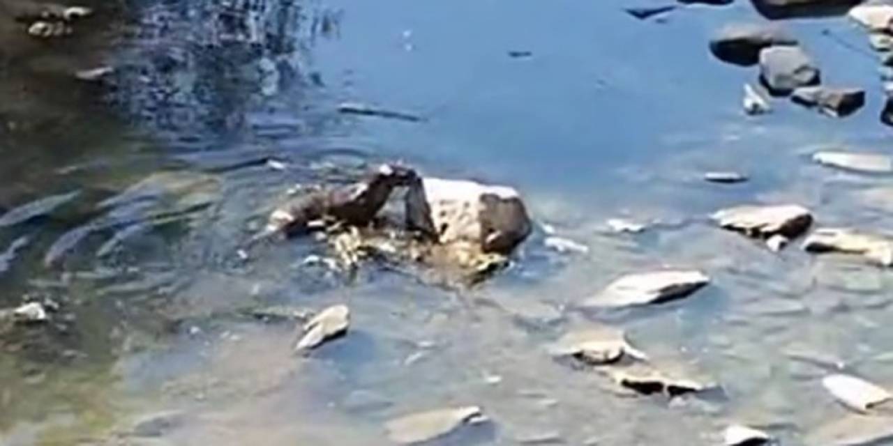 Kars’ta Su Samuru Görüntülendi