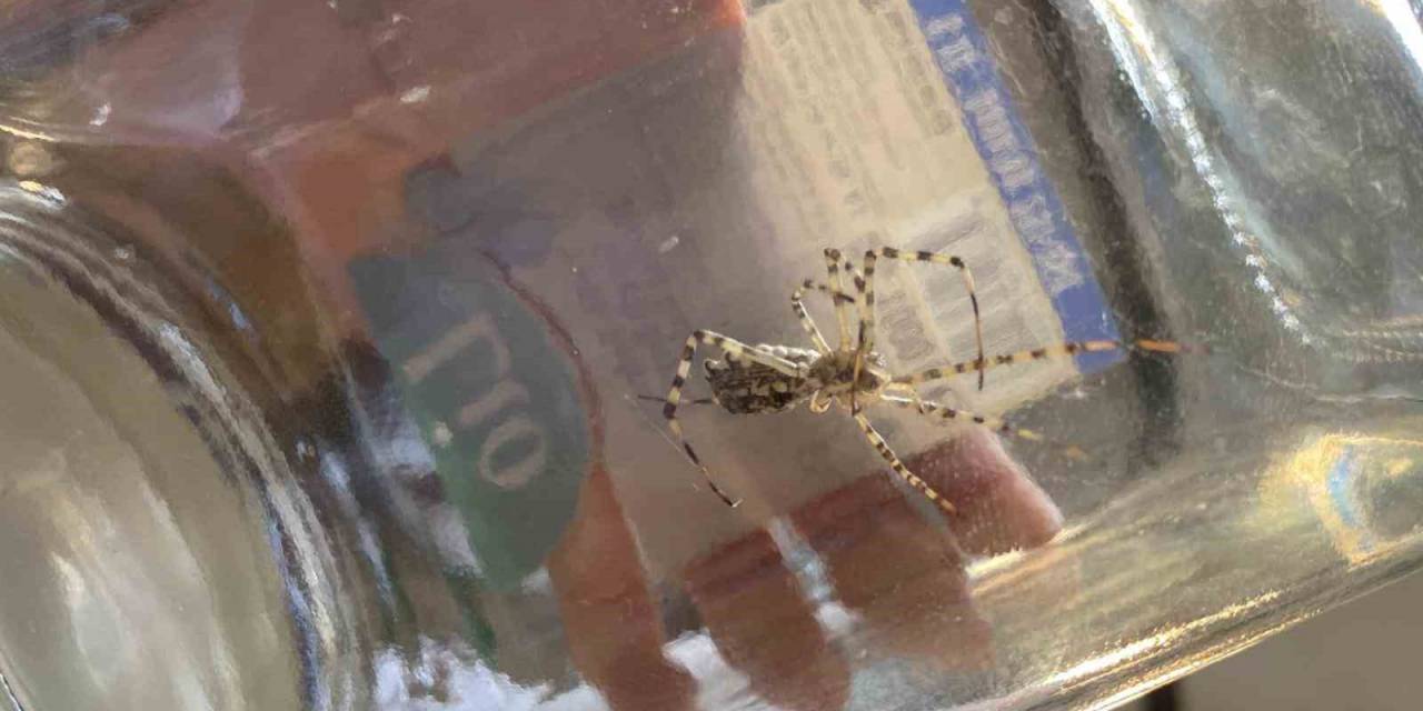 Dünyanın En Zehirli Örümceklerinden ’argiope Lobata’ Bilecik’te Görüldü