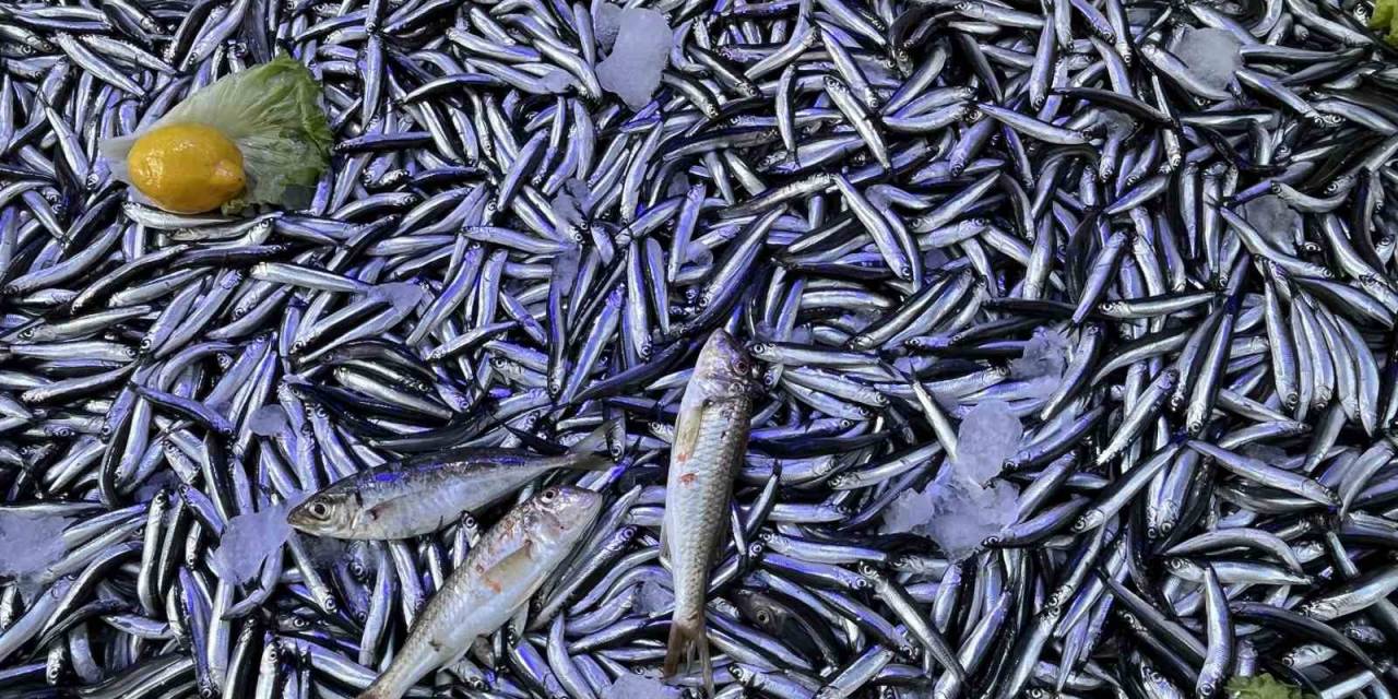 Sinop’ta Hamsi Bereketi: Kilosu 50 Lira