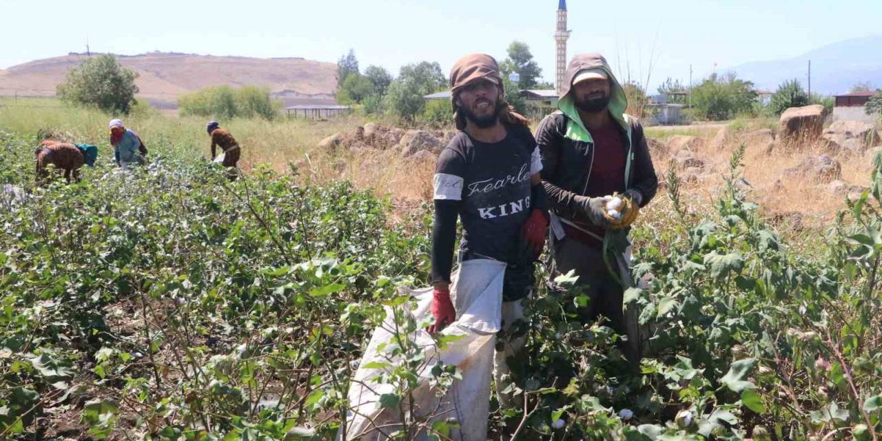 Depremzede Tarım İşçilerinin Zorlu Pamuk Mesaisi