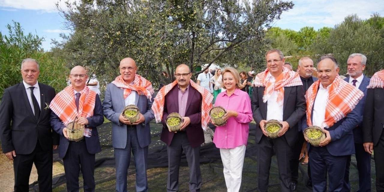 Ayvalık Zeytinine Uluslararası Festival Hasatı