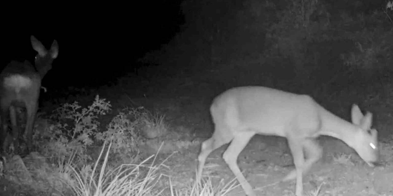 Kırıkkale’deki Yaban Hayatı Fotokapanlara Yansıdı