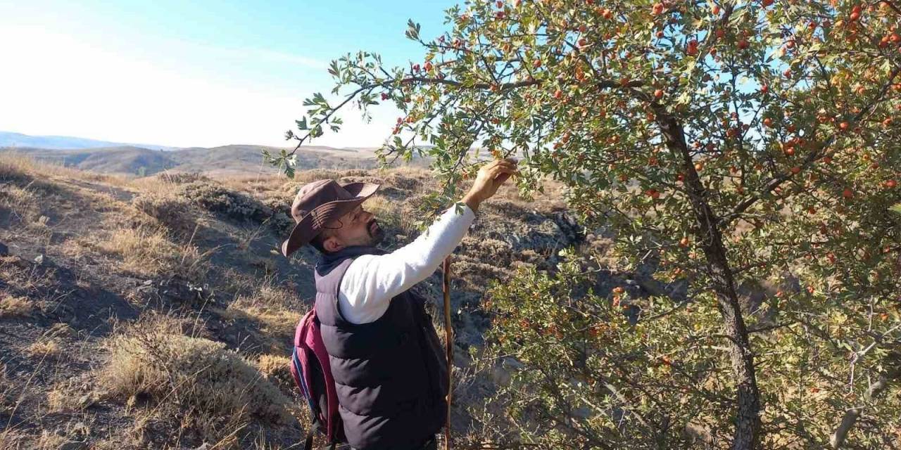 Şifa Deposu Alıç Meyvesine Rağbet Arttı