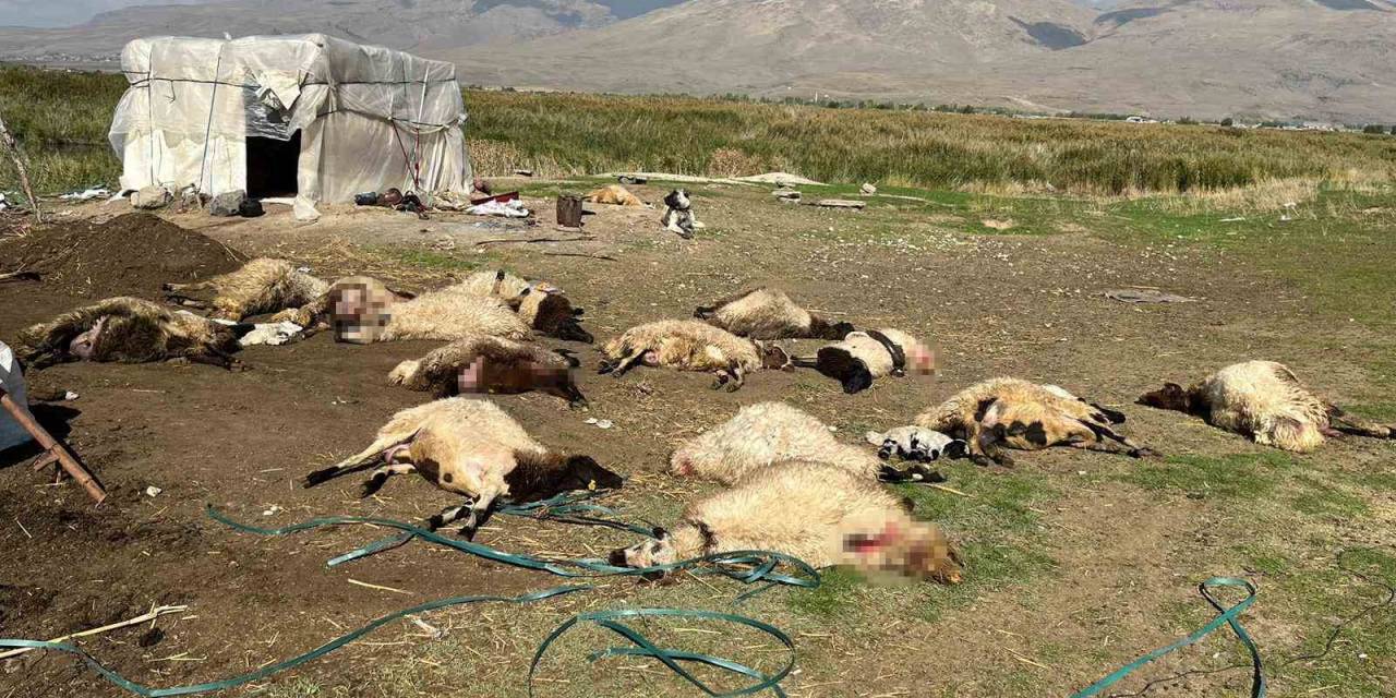 Muradiye’de 40 Küçükbaş Hayvan Telef Oldu