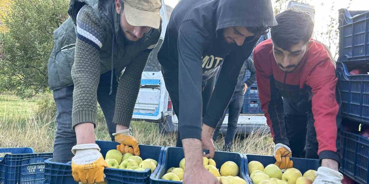 30 Yıl Önce İran’dan Getirdiği Meyve Ağaçlarından Ton Ton Ürün Alıyor