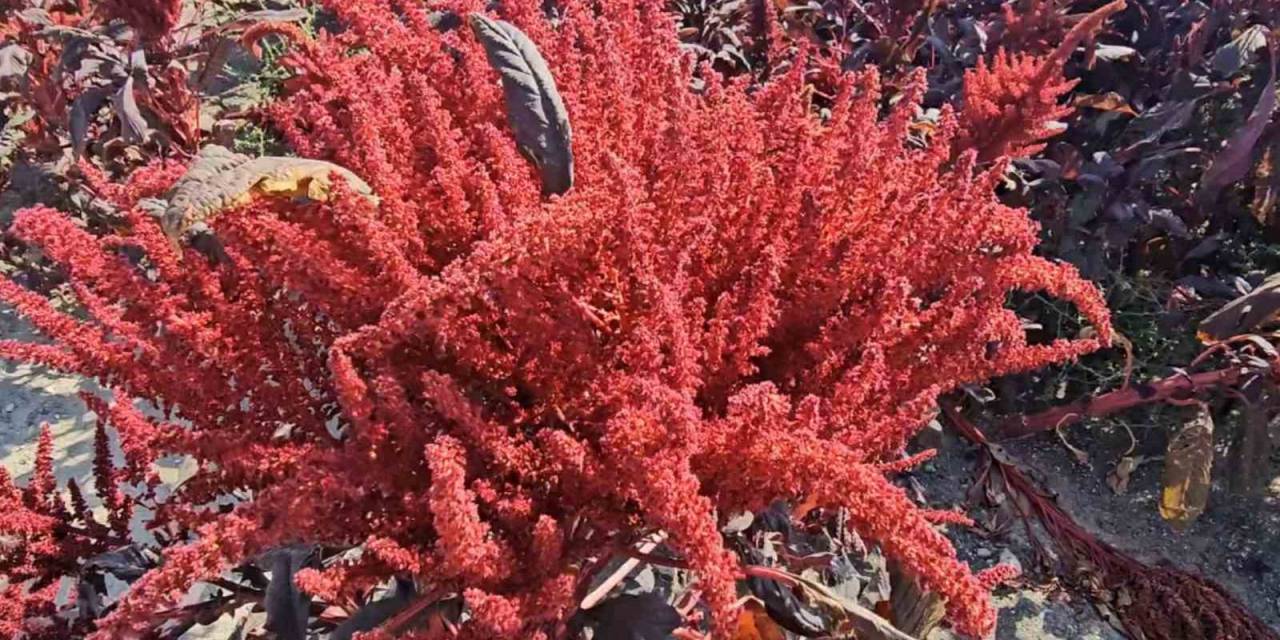 Amarant Bitkisi Afyonkarahisar’dan Sonra İlk Kez Aksaray’da Yetiştirildi