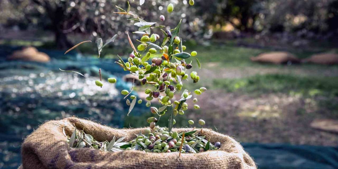 Sofralık Zeytin İhracatı 100 Bin Tonu Aştı