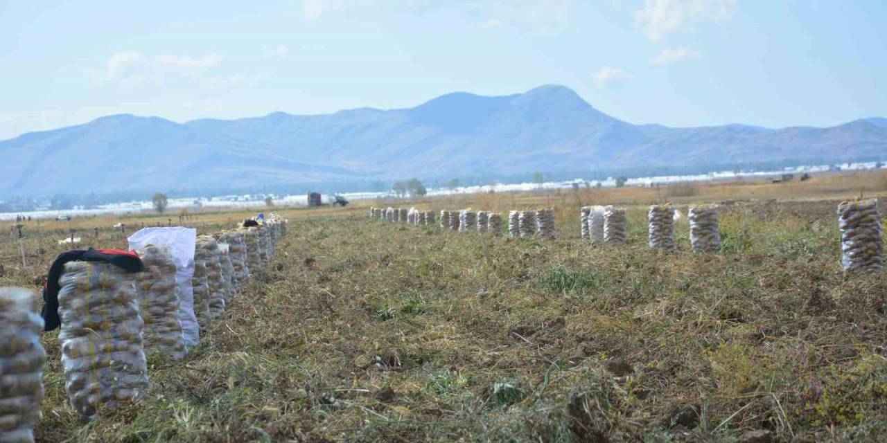 Yaylada Patates Hasadı Sona Erdi