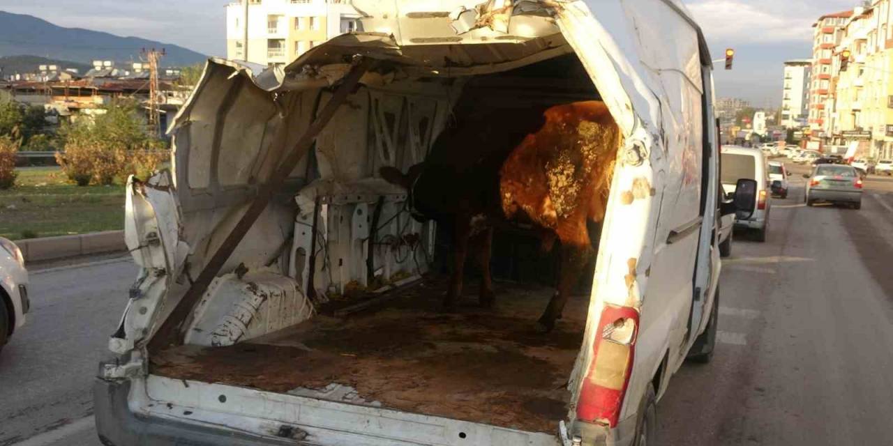 Enkazdan Çıkardığı Aracıyla Boğasını Taşıyınca Trafikte İlgi Odağı Oldu