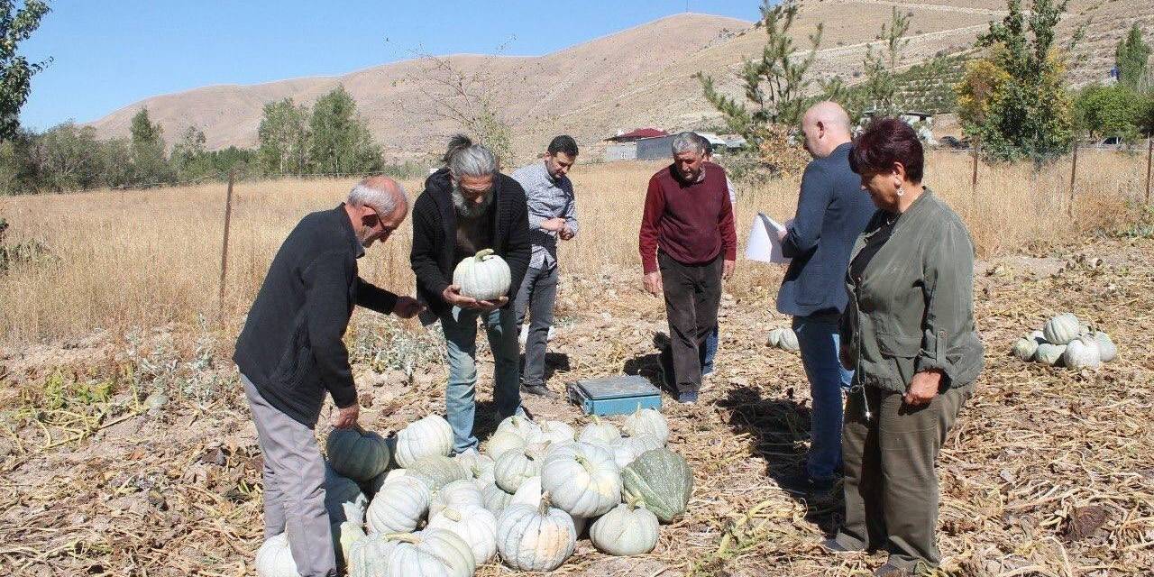 Organik Bayburt Bal Kabağı Tarladan Tezgaha Tezgahtan Sofraya Ulaşıyor