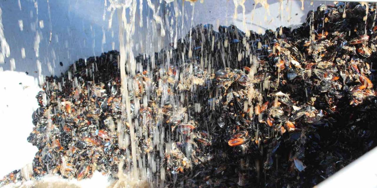 Balıkesir, Türkiye’yi Midyeye Doyuruyor