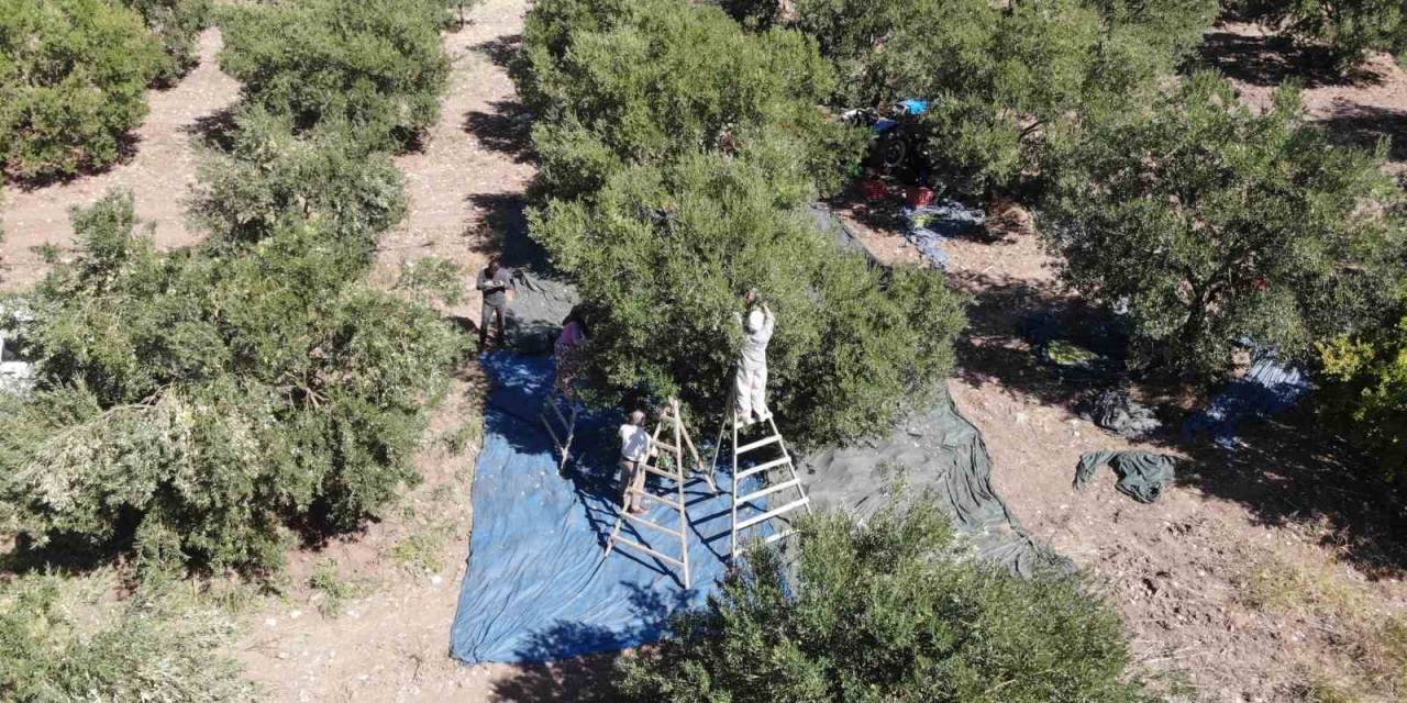 Zeytinde Rekolte Düşük, Fiyatlar Şişkin