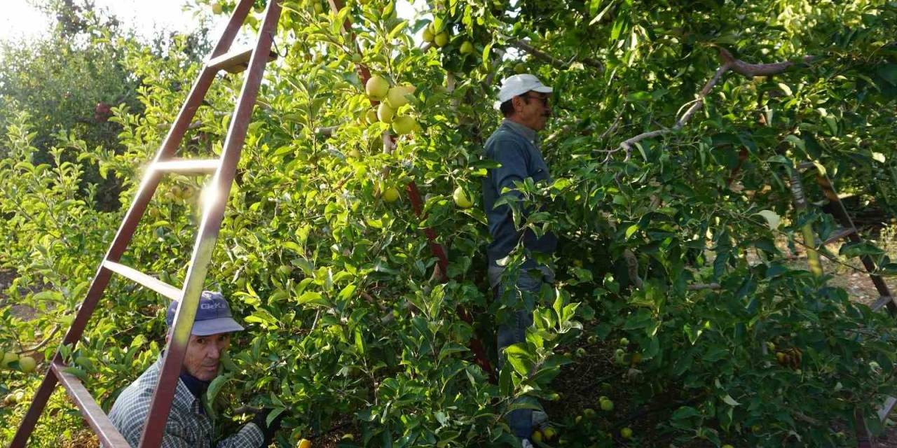 Burdur’un Meyve Bahçesi Yeşilköy’de Elma Hasadı Başladı