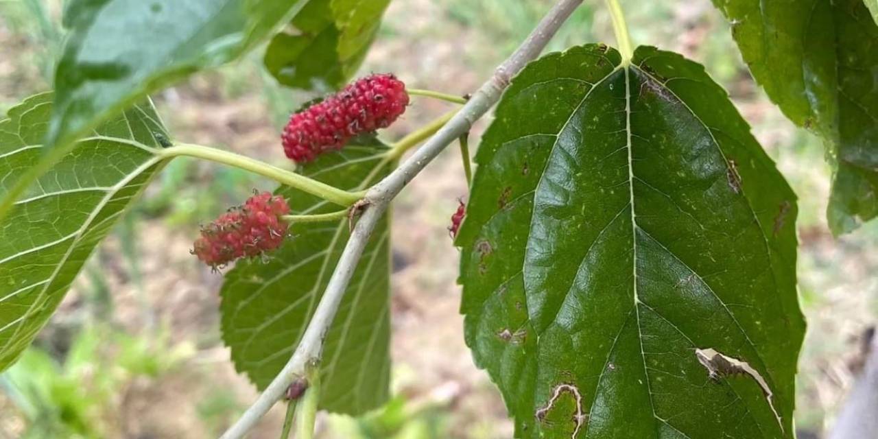 Elazığ’da Ağaçlar Da Şaşırdı: Sonbaharda Dut Ağacı İkinci Kez Meyve Verdi