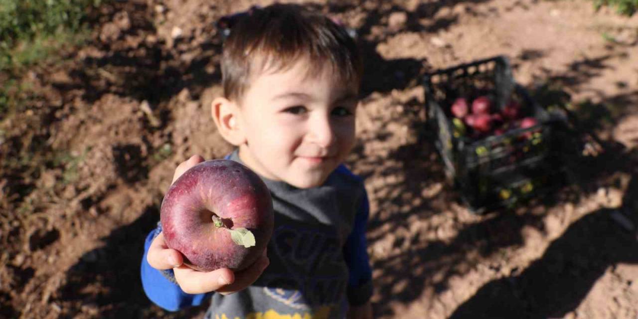 Yapılamaz Denileni Yaptı, 4 Yılın Ardından Hasada Başladı