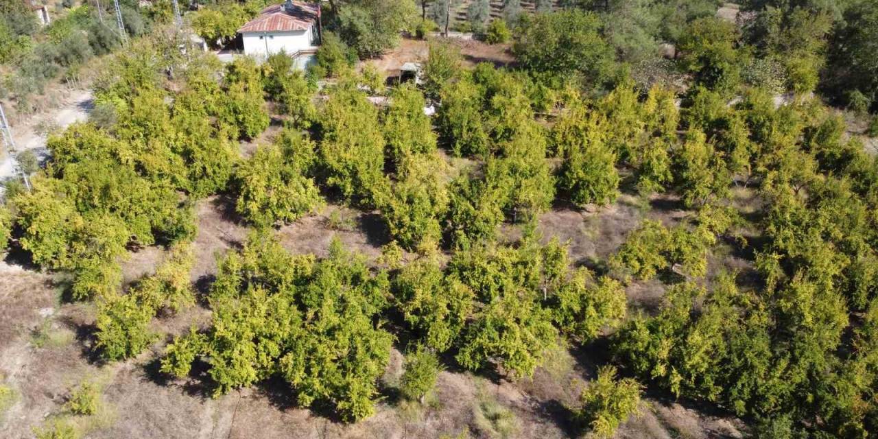 Tescilli Kuytucak Narında Hasat Başladı