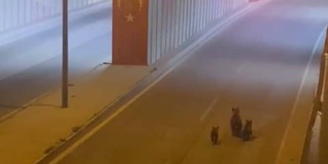 Aç Kalan Ayı Yavrularıyla Şehre İndi