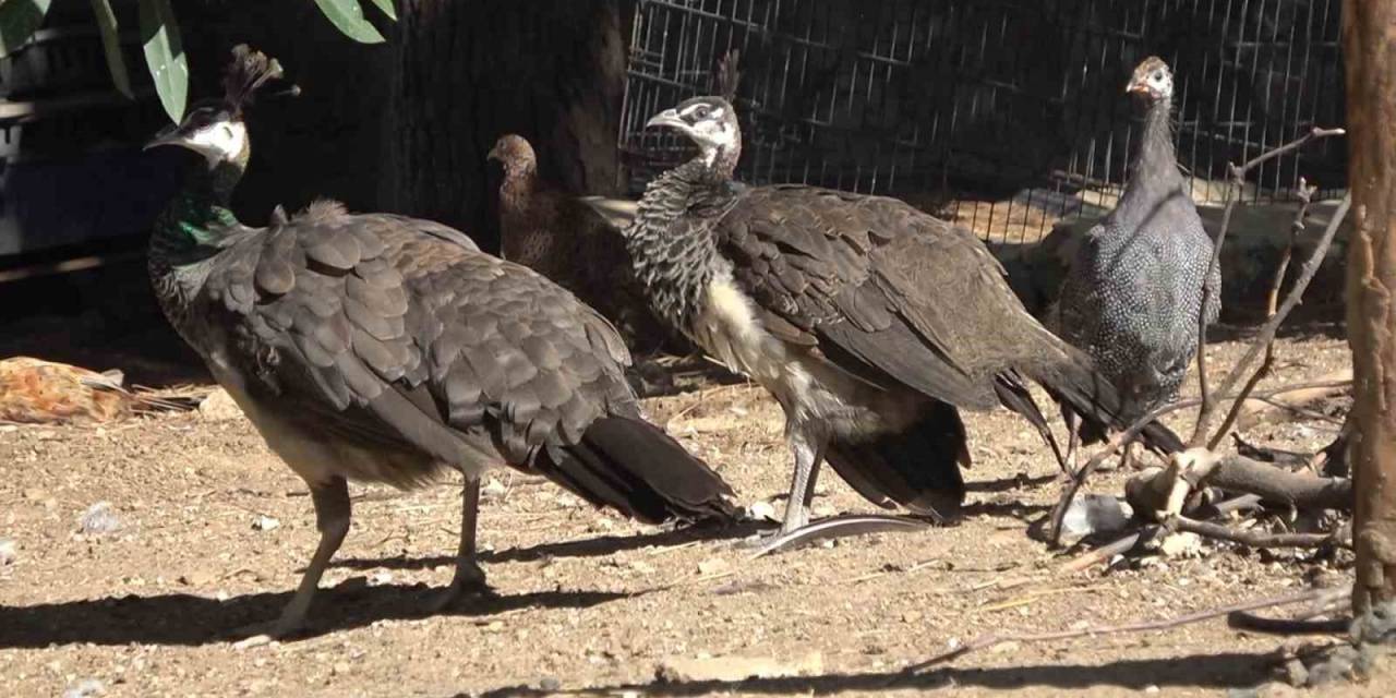 Kendini Tavus Kuşu Sanıyor