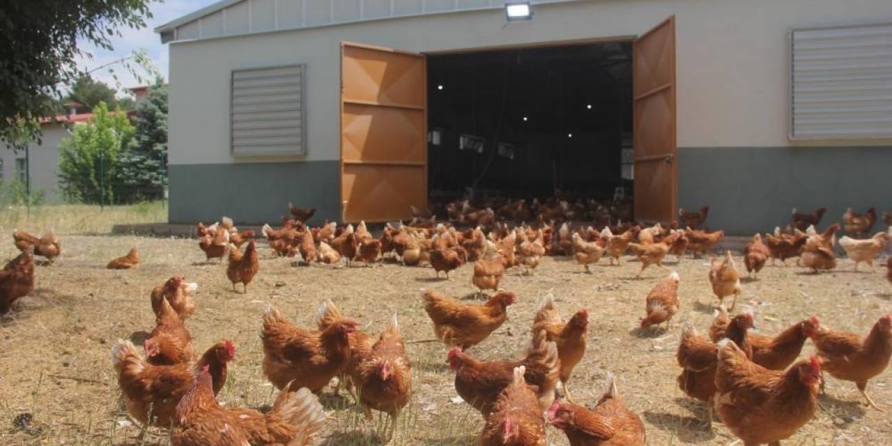 Tavuk Eti Üretimi Azaldı