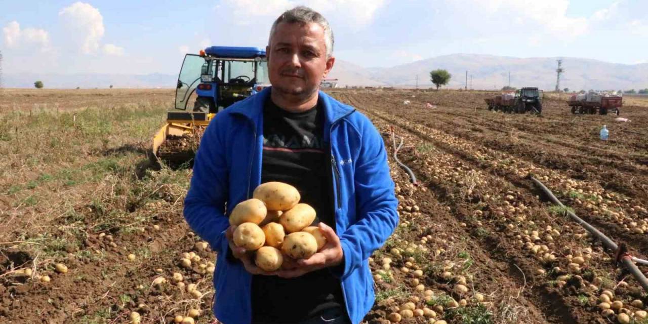 Sandıklı’da 40 Bin Dekar Alanda Ekim Yapılan Patateste Hasadın Sonuna Yaklaşıldı