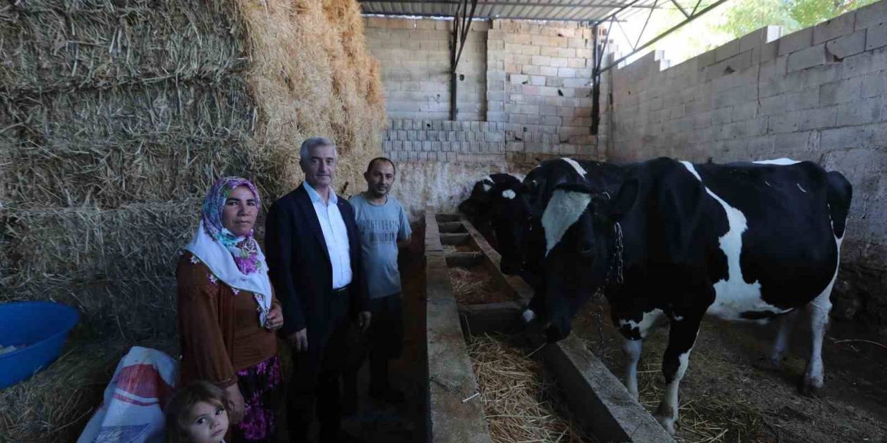 Şahinbey Belediyesi’nin Destekleri İle Hayvancılık Gelişiyor