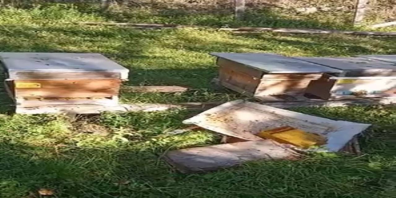Kastamonu’da Ayı, Arı Kovanlarını Parçaladı