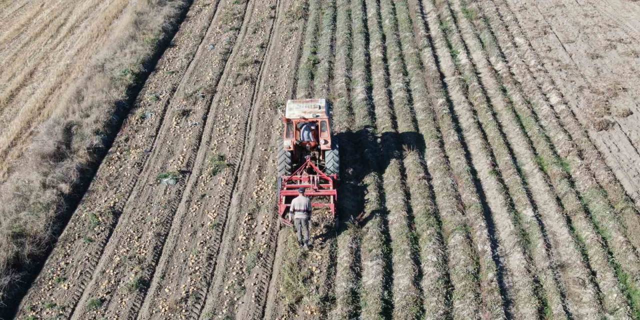 Kastamonu’da Hasadı Yapılan Patatesin Fiyatı Çiftçilerin Yüzünü Güldürüyor