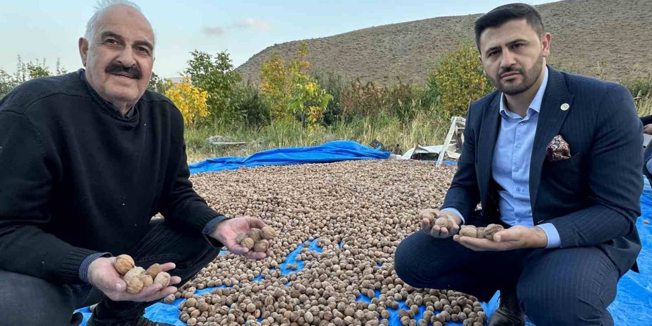 İran Sınırında Ceviz Hasadı