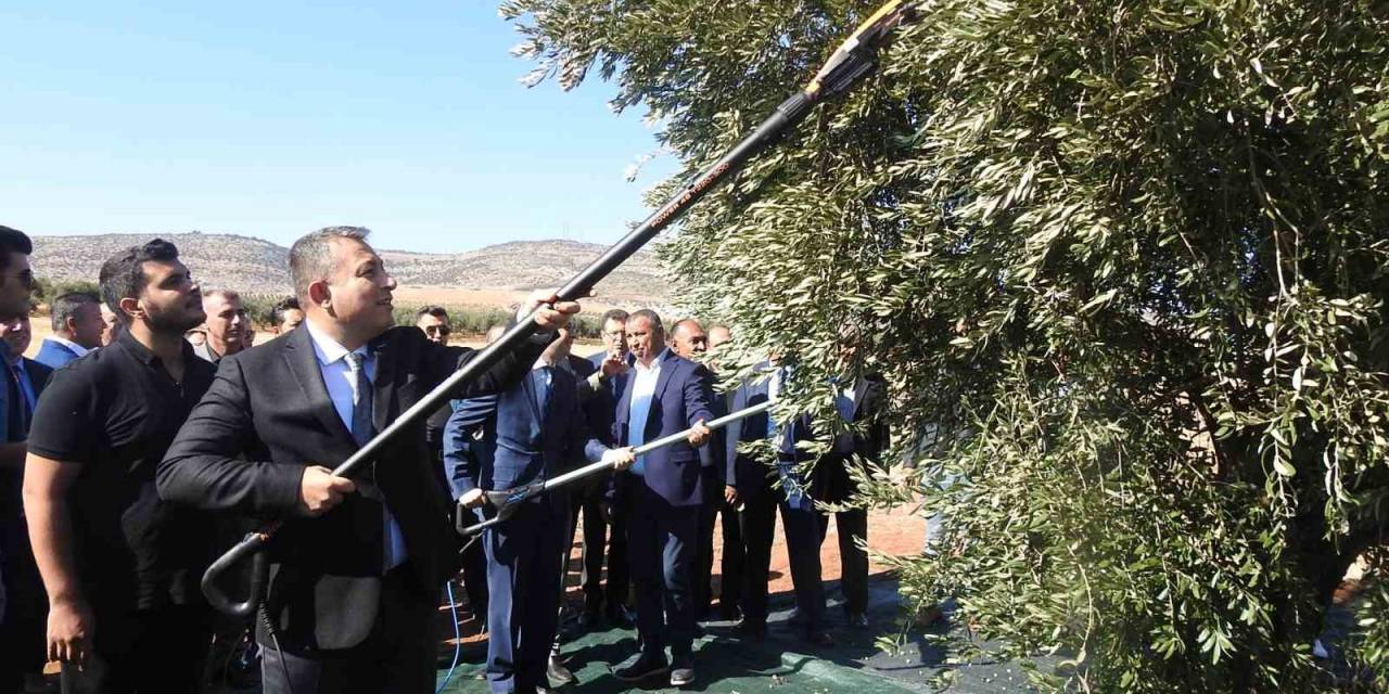Türkiye’nin En Kaliteli Zeytinin Üretildiği Kilis’te Hasat Başladı