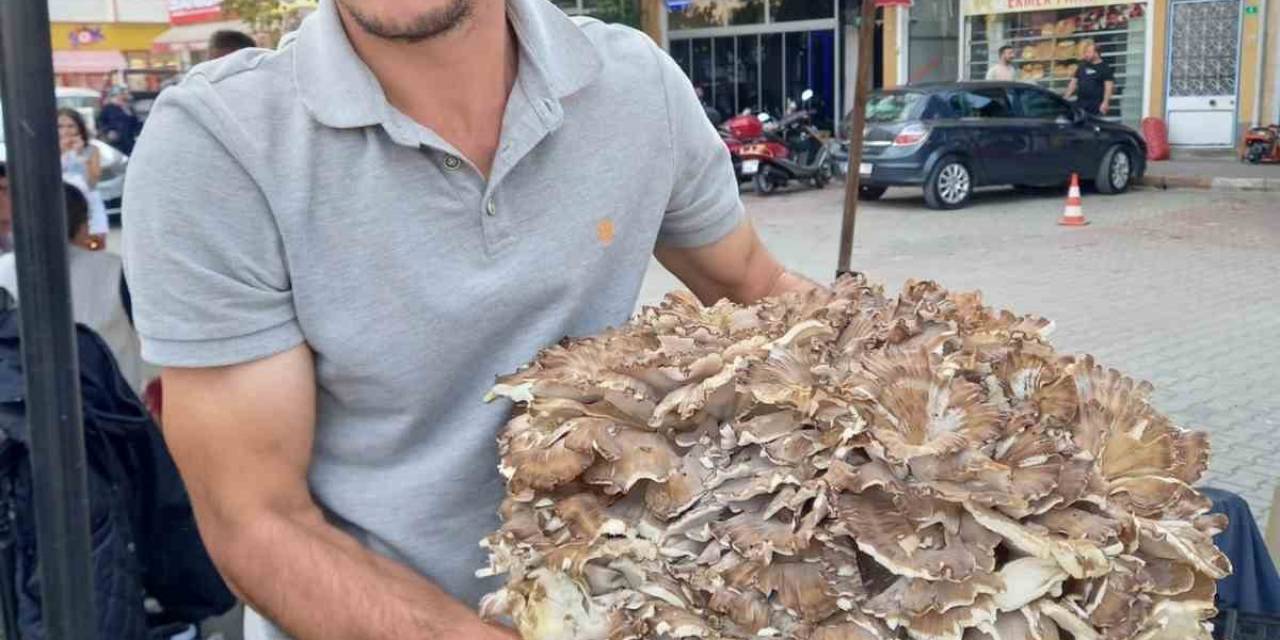 Kestaneye Niyet, Mantara Kısmet: 17 Kiloluk Dev Mantar Buldu