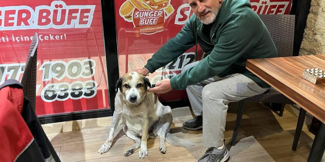 Pitbull Cinsi Köpeğini Sokak Köpeklerinin Üzerine Saldı, Tepki Gösteren Vatandaşa Bıçak Çekti