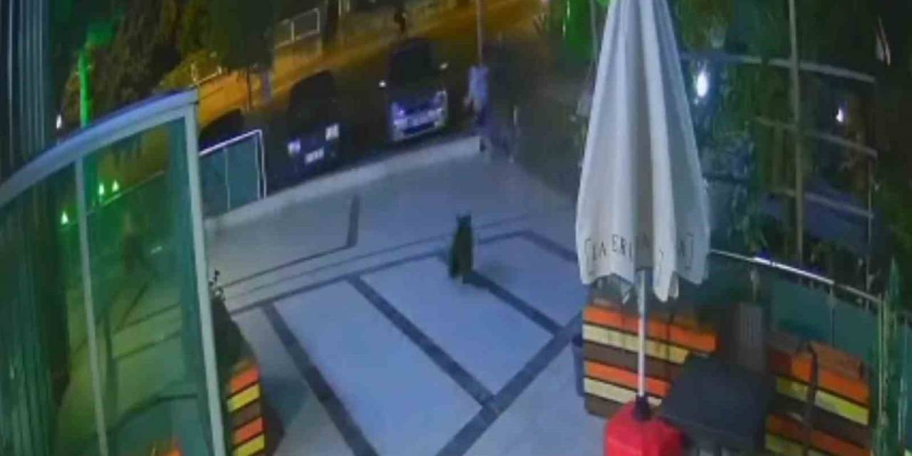 Çocuğunu Ayıdan Böyle Kurtardı