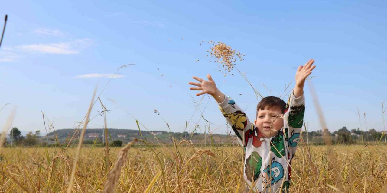 Çeltikte Bereketli Hasat