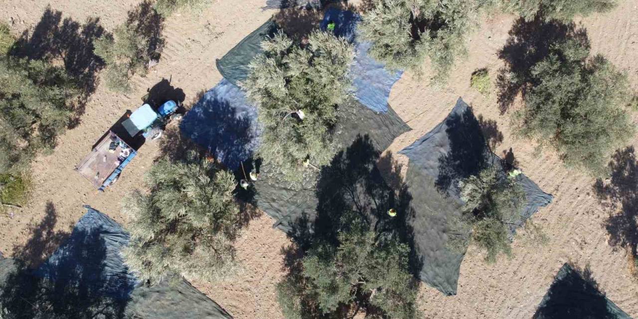 Zeytin Hasadı Dron İle Görüntülendi