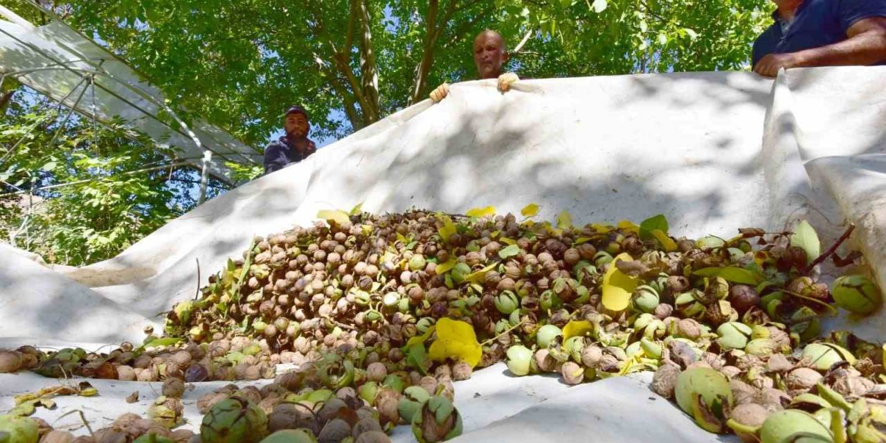 Dünyaca Ünlü Adilcevaz Cevizinin Hasadı Devam Ediyor