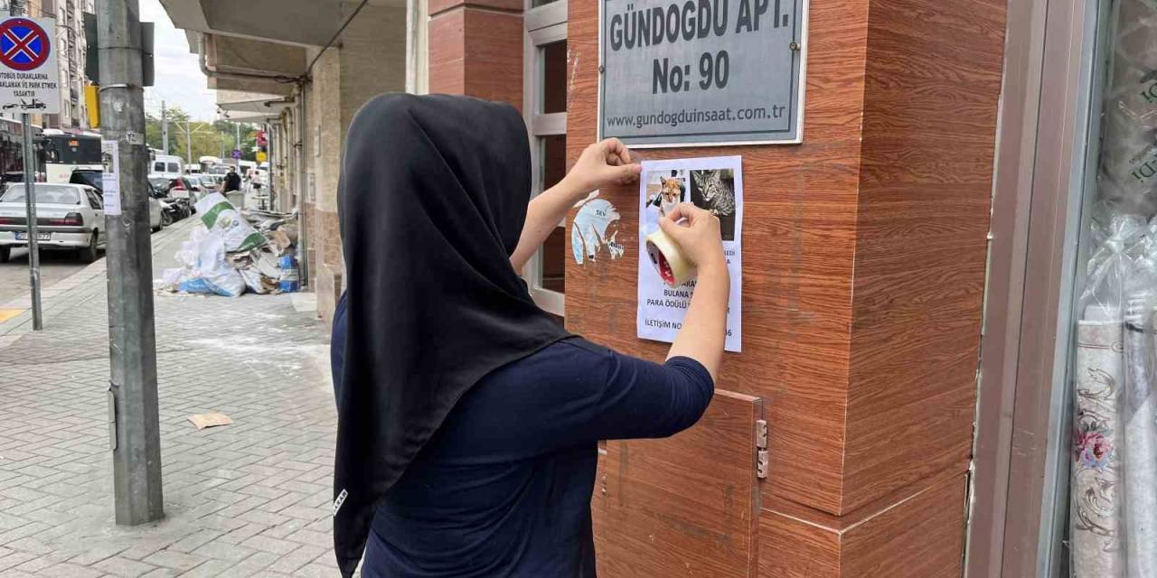 Kedilerini Bulana 5 Bin Lira Verecek