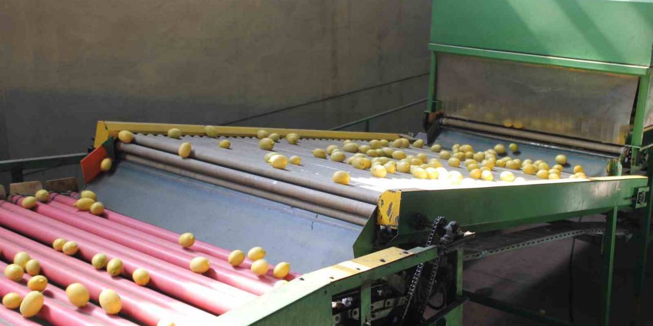 Almanya’nın Limonu Kozan’dan