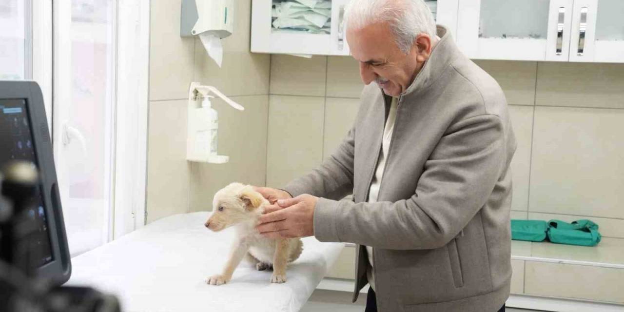 Ümraniye Belediyesi Hayvan Sağlık Hizmeti’nde İstanbul’da Bir İlki Gerçekleştirdi