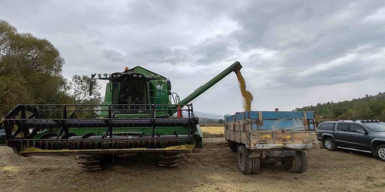 Kastamonu’da Çeltik Hasadı Devam Ediyor