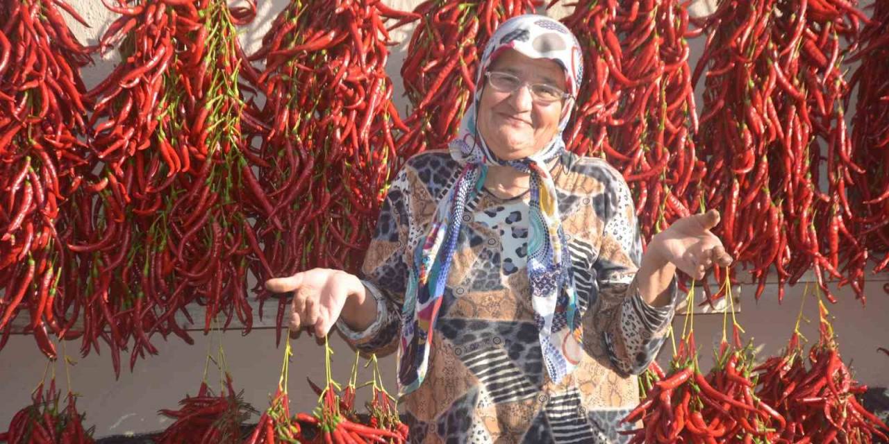 155 Yıldır Aynı Tohumdan Acı Kırmızıbiber Üretiyorlar