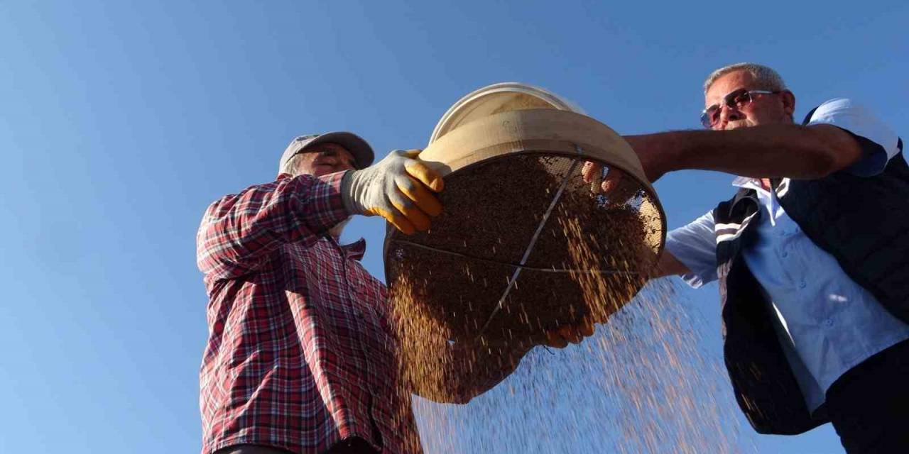 Coğrafi İşaretli "altın Susam"da Hasat Zamanı, Kilosu 80-85 Tl’den Alıcı Buluyor