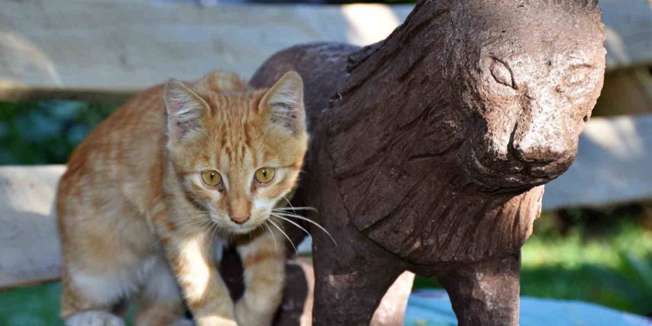 Doğadan Topladığı Ağaç Ve Taşları Sanat Eserine Dönüştürüyor