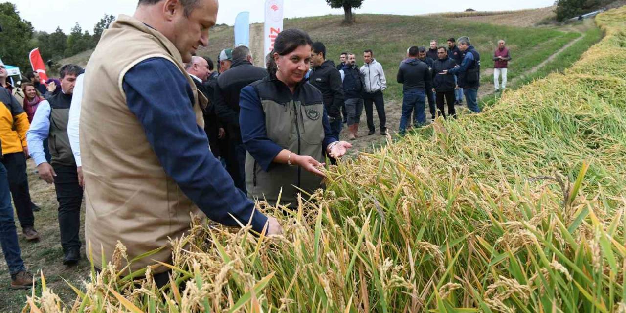 Çanakkale’de ’damlaya Damlaya Çeltik Olur’ Hasat Programı