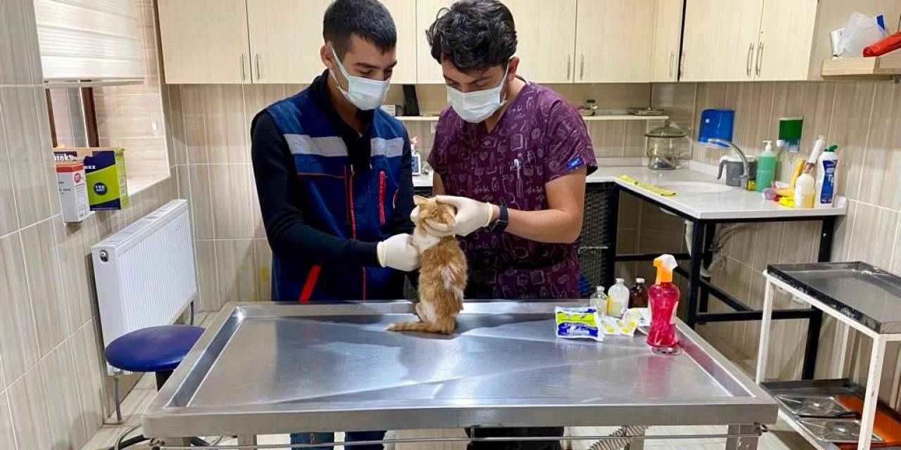 Sincan’da Sokak Hayvanları İçin 78 Besleme Noktası