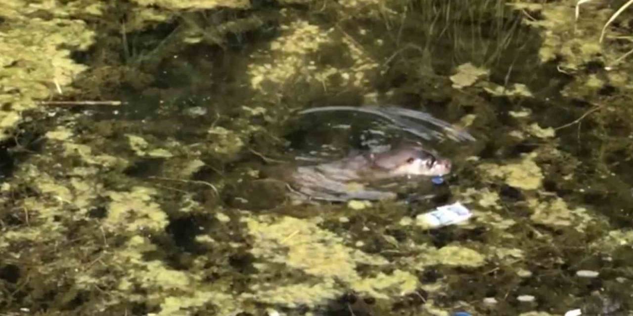 Nesli Tükenme Tehdidine Yakın Olan Su Samuru Gölcük’te Görüntülendi