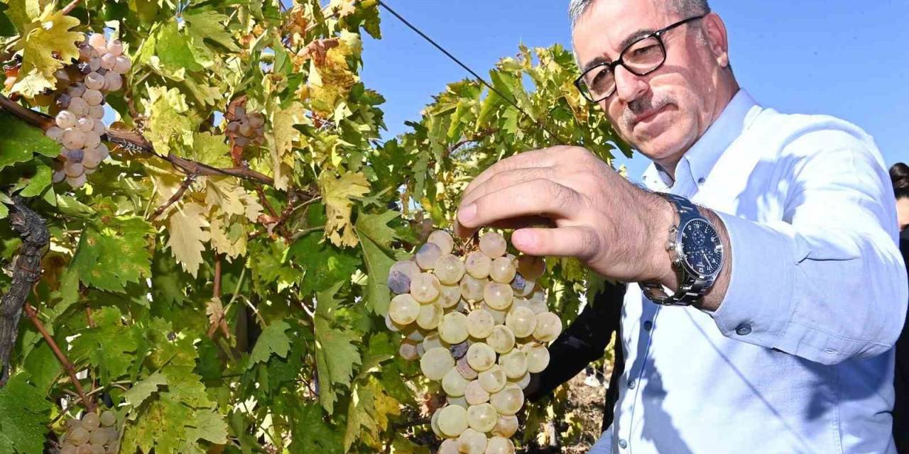 Başkan Güngör; “Bertiz Kabarcık Üzümü’nün Coğrafi Tescilini Aldık”