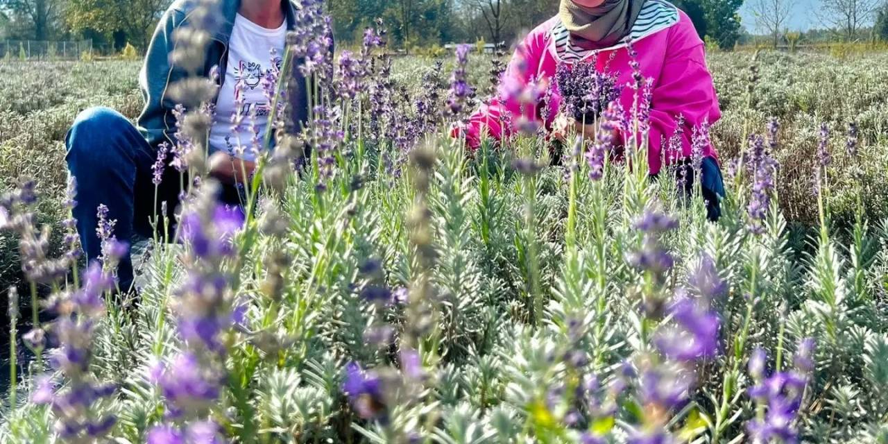 Kadın Girişimcilerle Bahçeler Lavanta Kokuyor