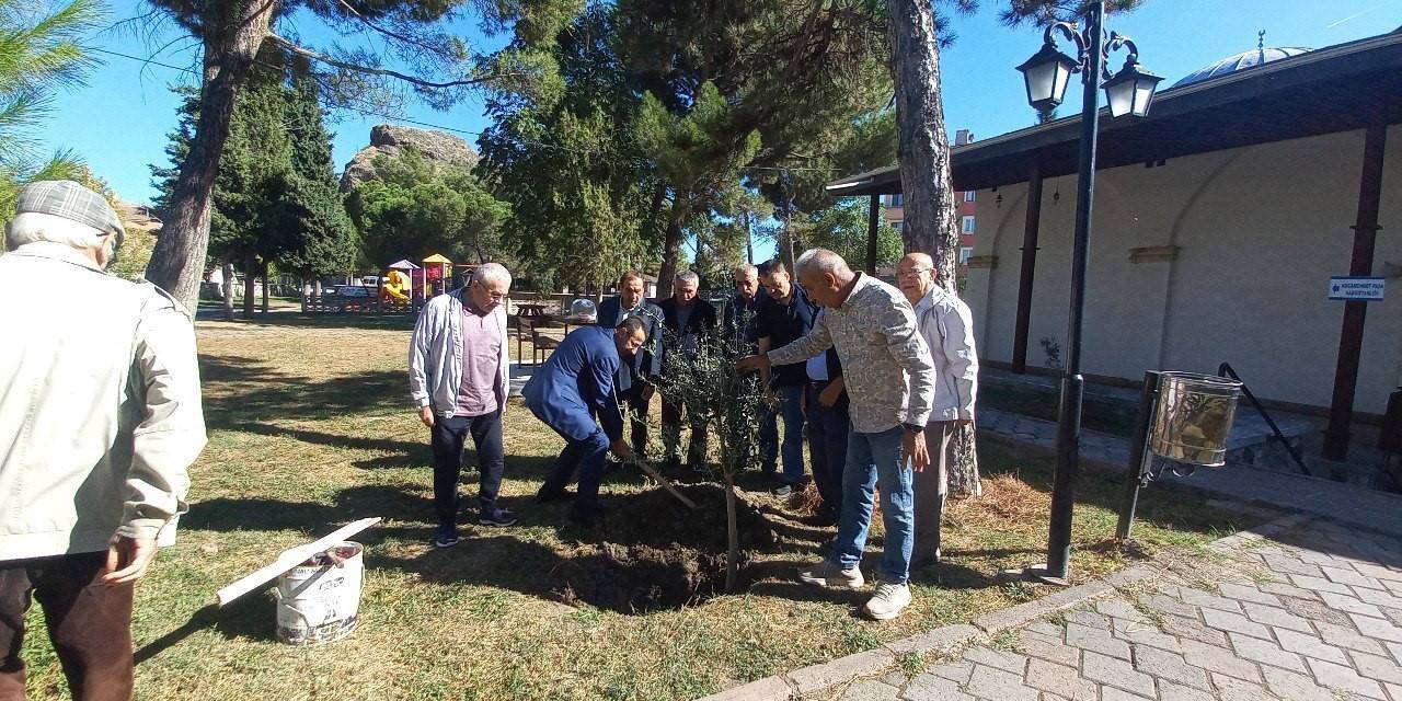Tarihi İmaret Camii Bahçesinde Zeytin Hasadı